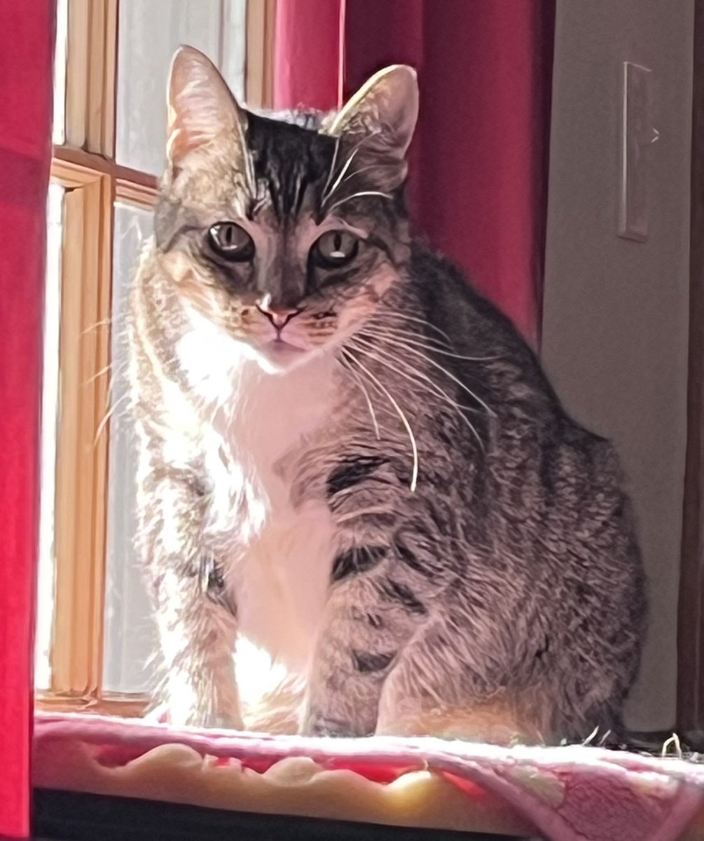 TwoCatsToday tweet media