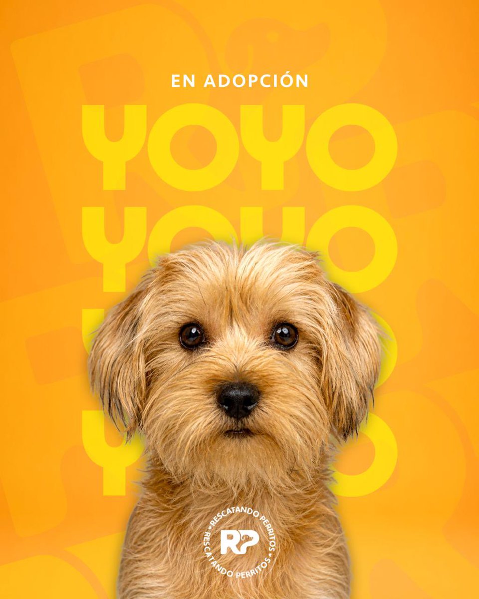Pao Peralta 🐶 Rescatando Perritos 🇵🇪 tweet media