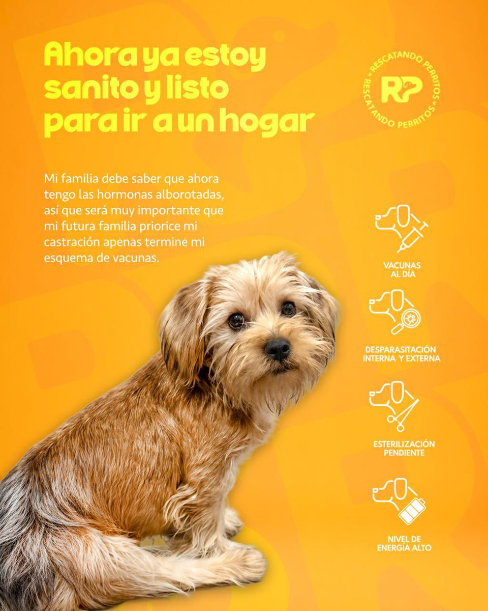 Pao Peralta 🐶 Rescatando Perritos 🇵🇪 tweet media