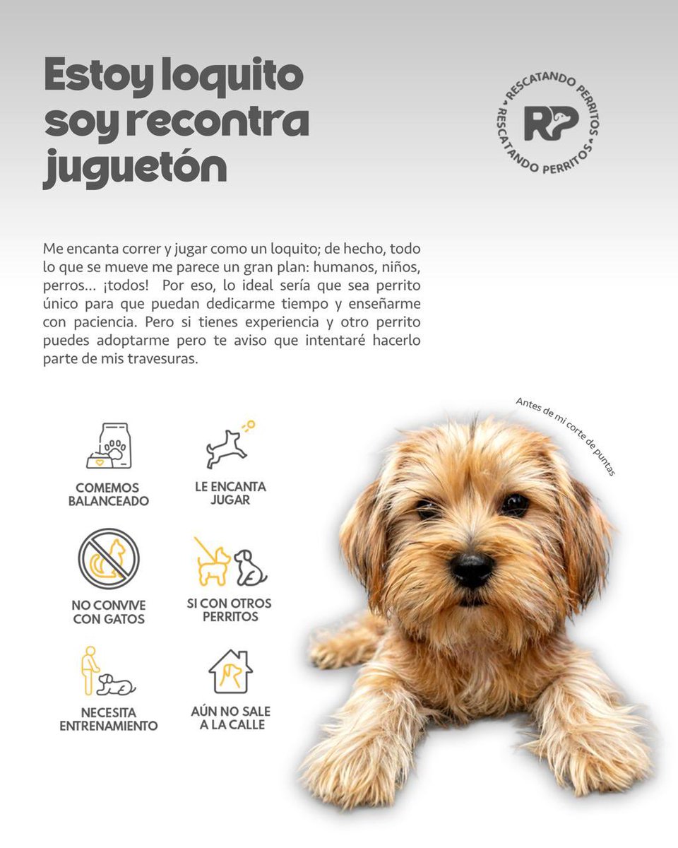 Pao Peralta 🐶 Rescatando Perritos 🇵🇪 tweet media