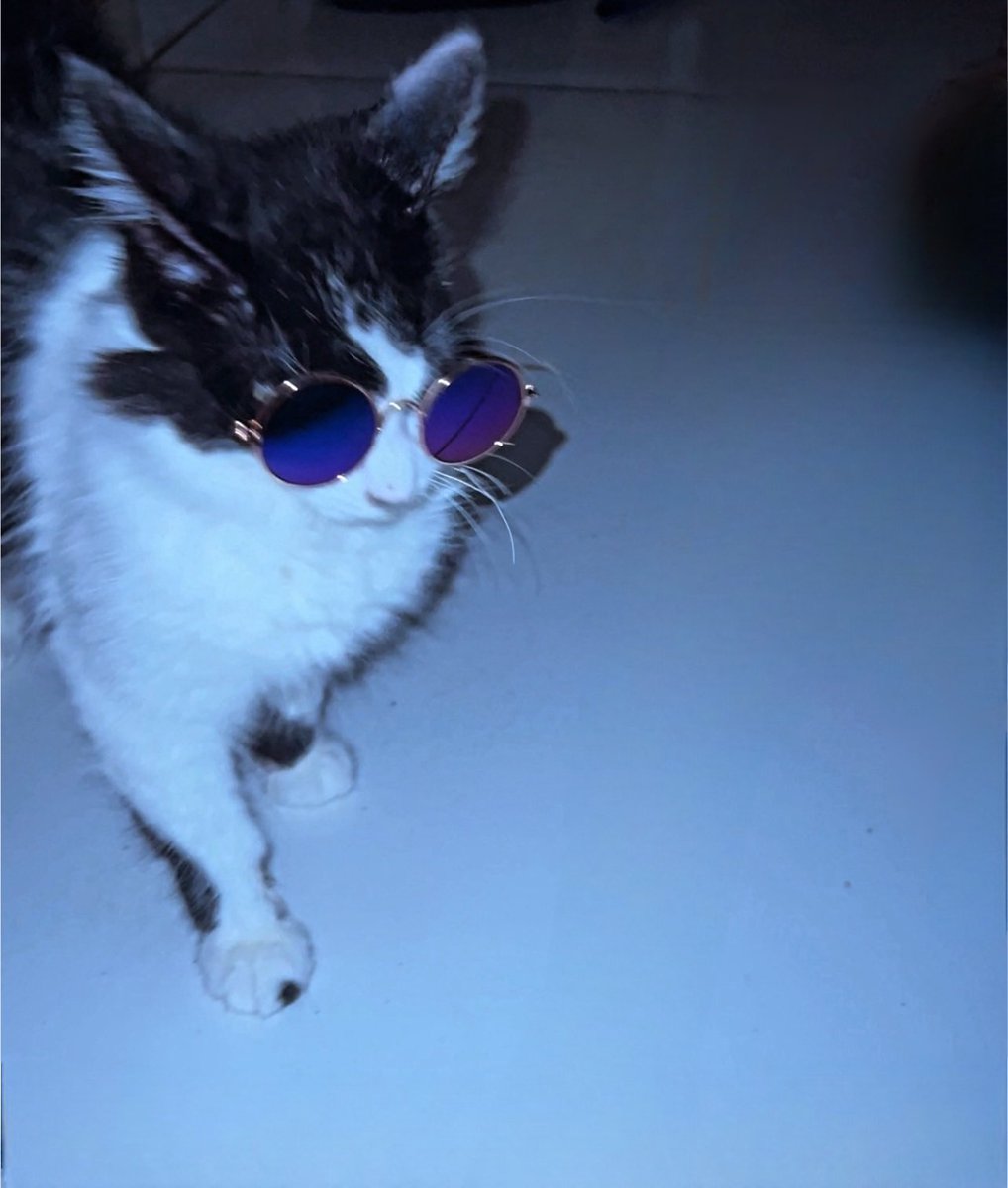 Gatinhos da Di 🐈 Abrigo Davi tweet media