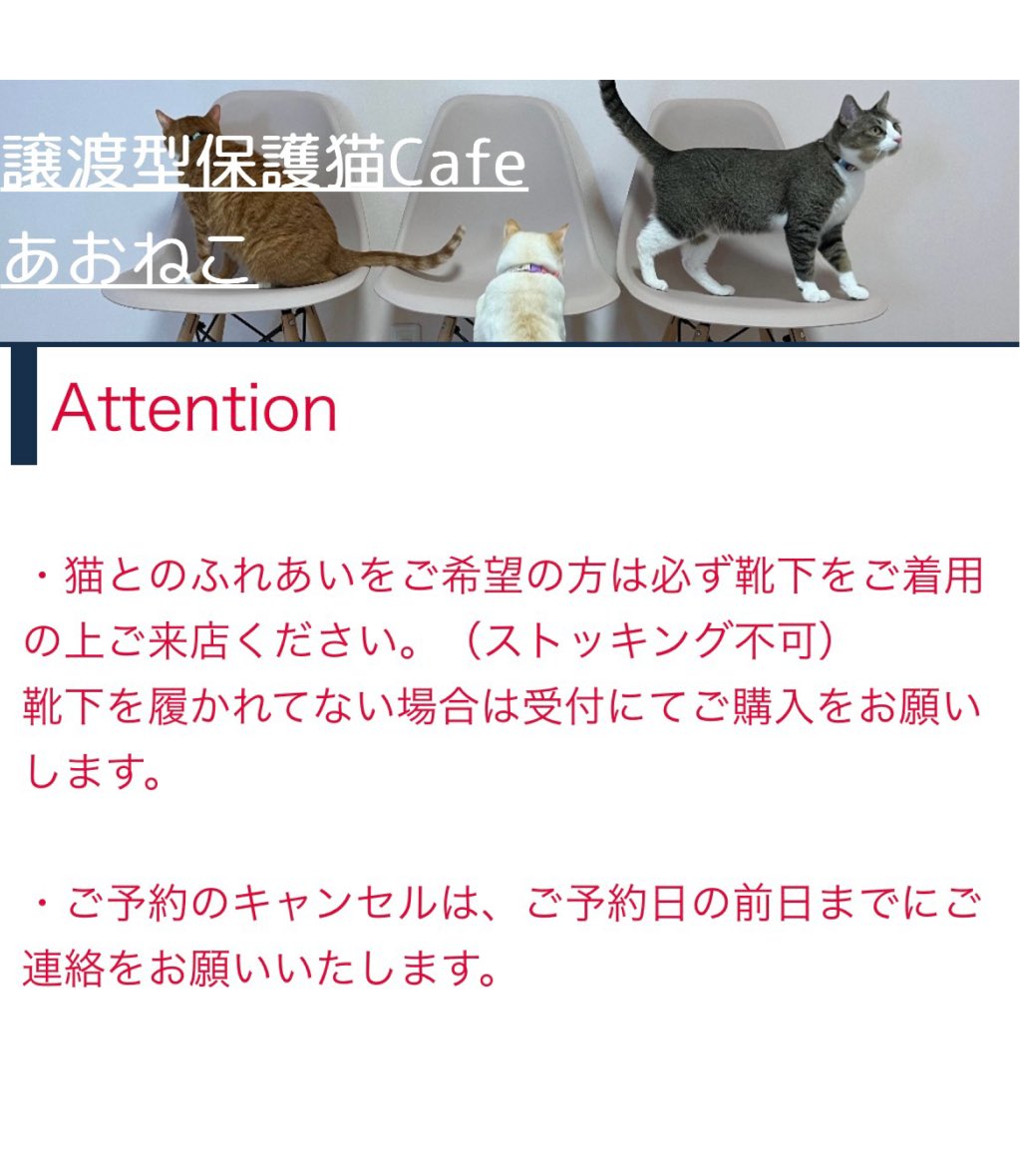 譲渡型保護猫Cafe あおねこ(新潟県田上町) tweet media