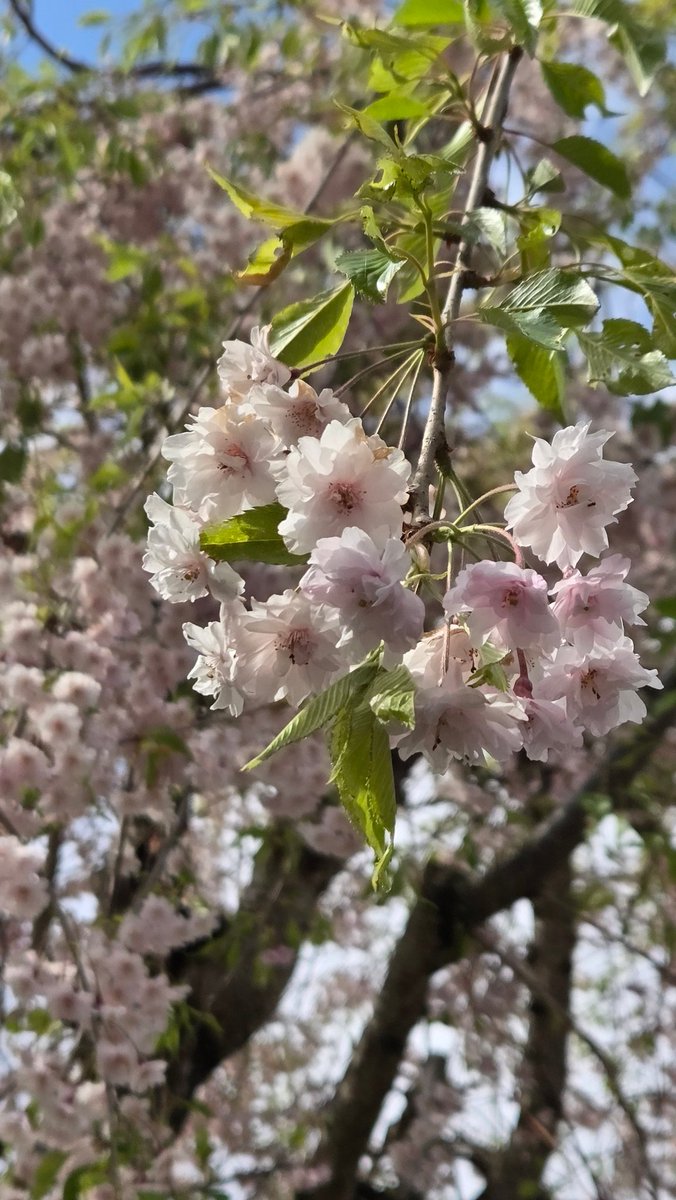 kami_sh9's tweet photo. 青森の実家。
枝垂れ桜に間に合った。
もう一度、この桜が見たいなぁ https://t.co/akHnUIP2ZJ