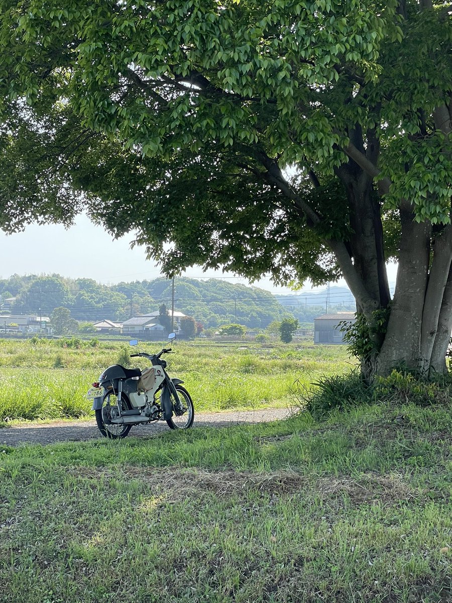 satosh100's tweet image. おはようございます☀️気温18℃
昨夜の深酒のため寝坊😉
たっぷり寝て身体は快調🍀
祠の木は葉がたくさんで作る影も真っ黒🌳
今日は久しぶりのc100で
いってらっしゃい、いってきます
本日も一日ご安全に💫
幸せに過ごしましょう🍀
#c100 #スーパーカブ