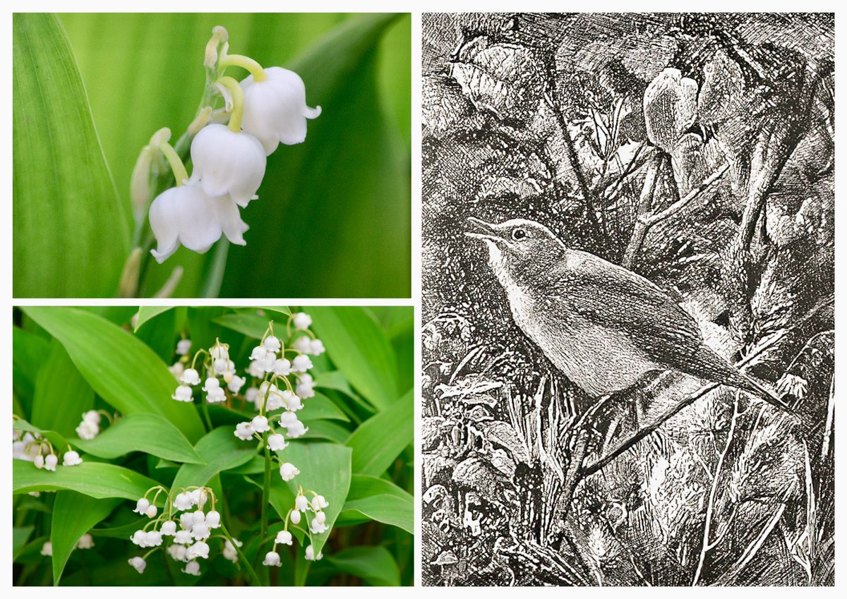 VenetiaJane's Garden tweet media