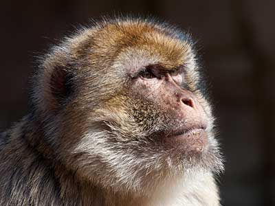 RationalRealm's tweet photo. Do animals have just as much a right to life as humans? Why? https://t.co/qrtLKpDtyq https://t.co/tm5YvYdo9y