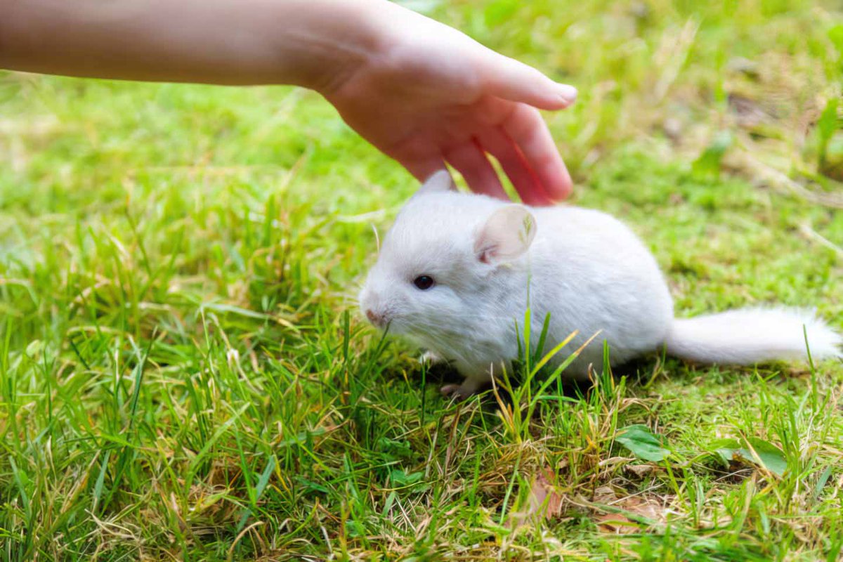 Chinchilla Every Hour (and a half) tweet media