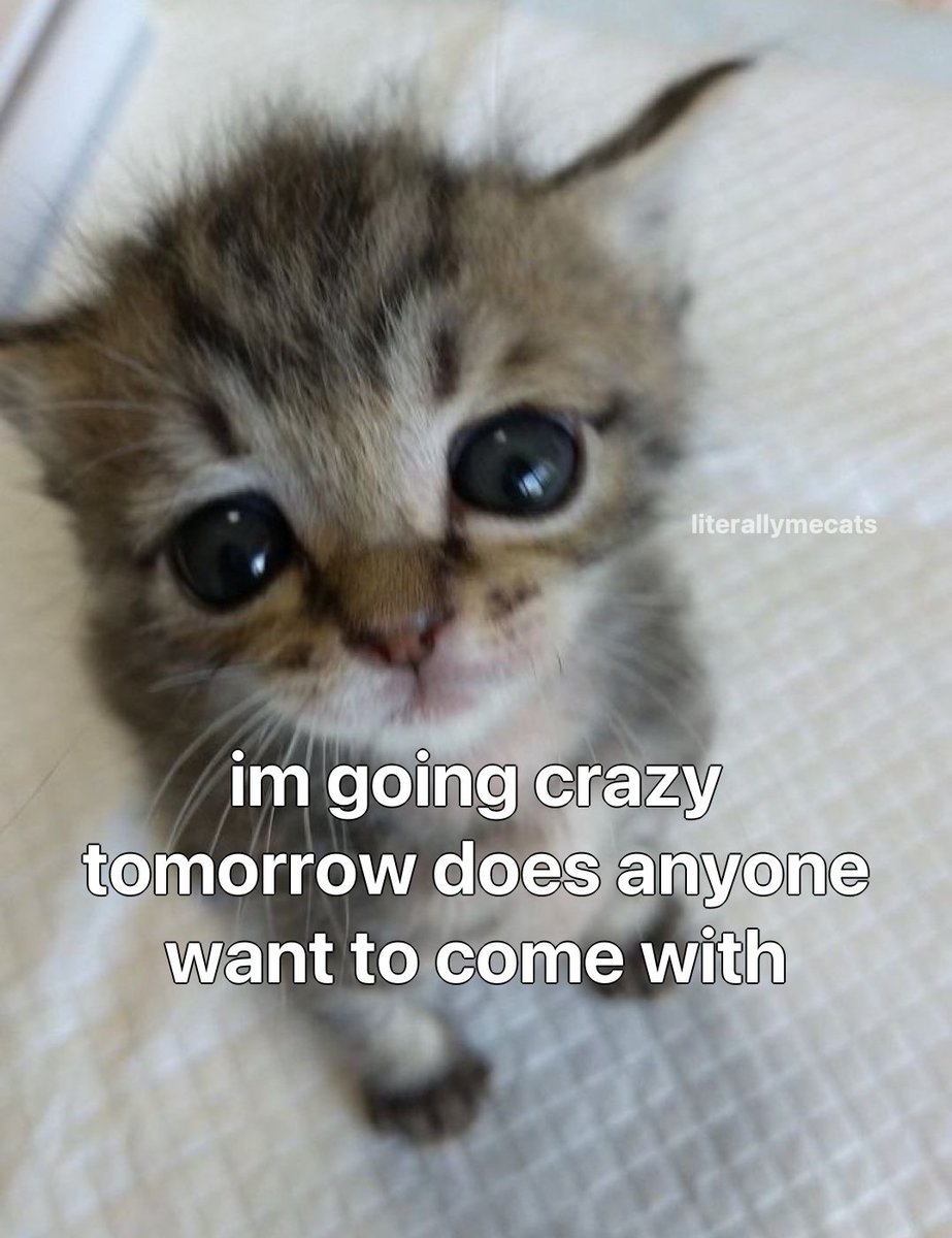 LiterallyMeCats tweet media