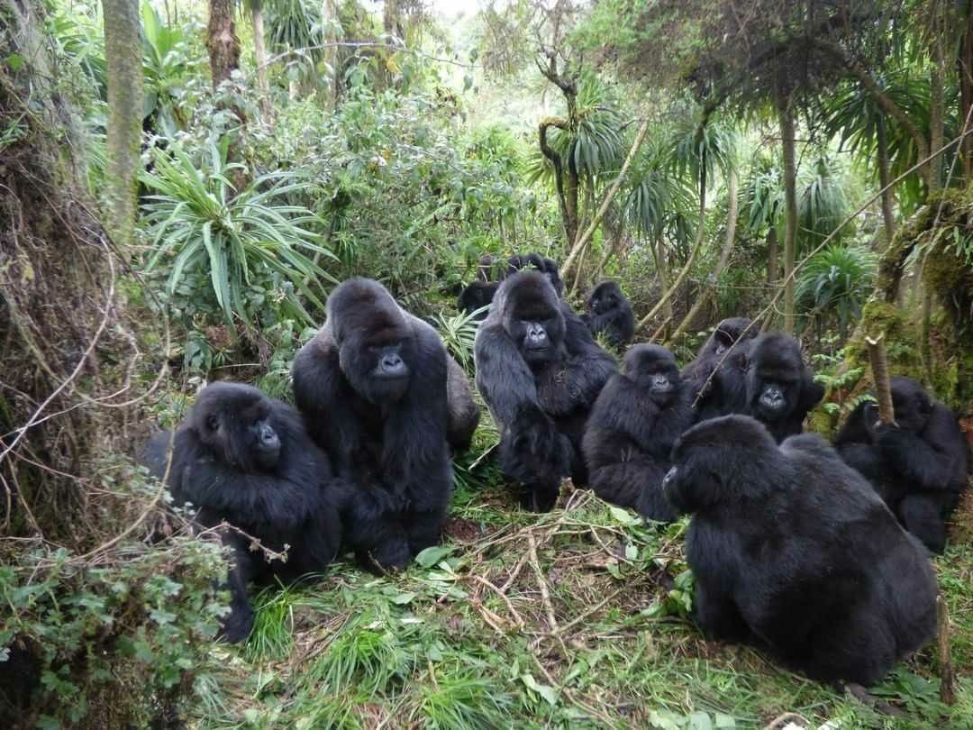 Gorrilla tweet media