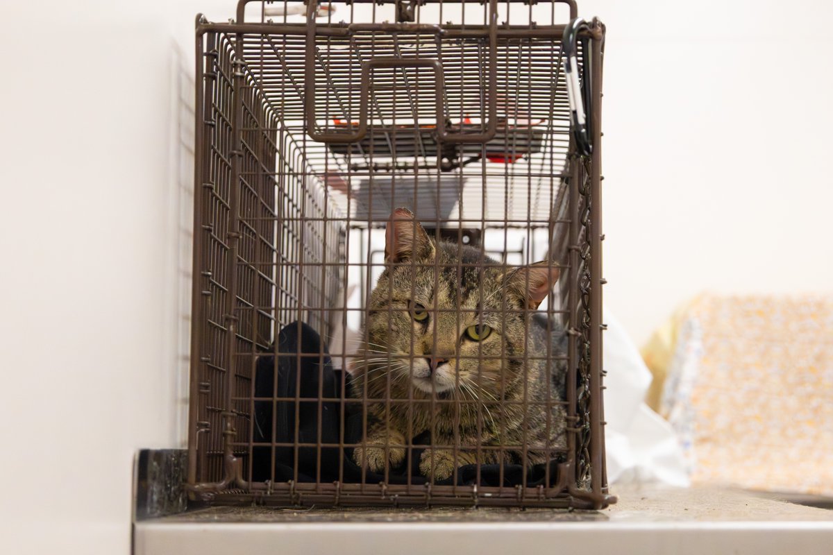 PAWSChicago tweet media