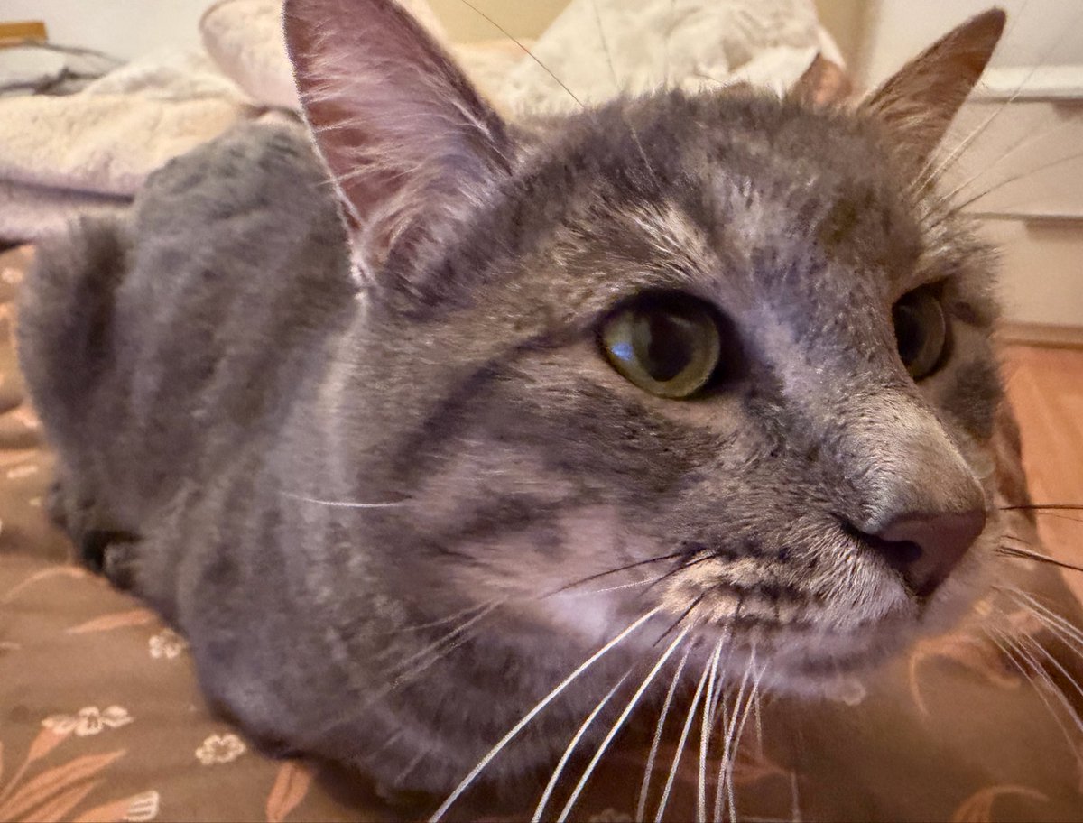 cat tweet media