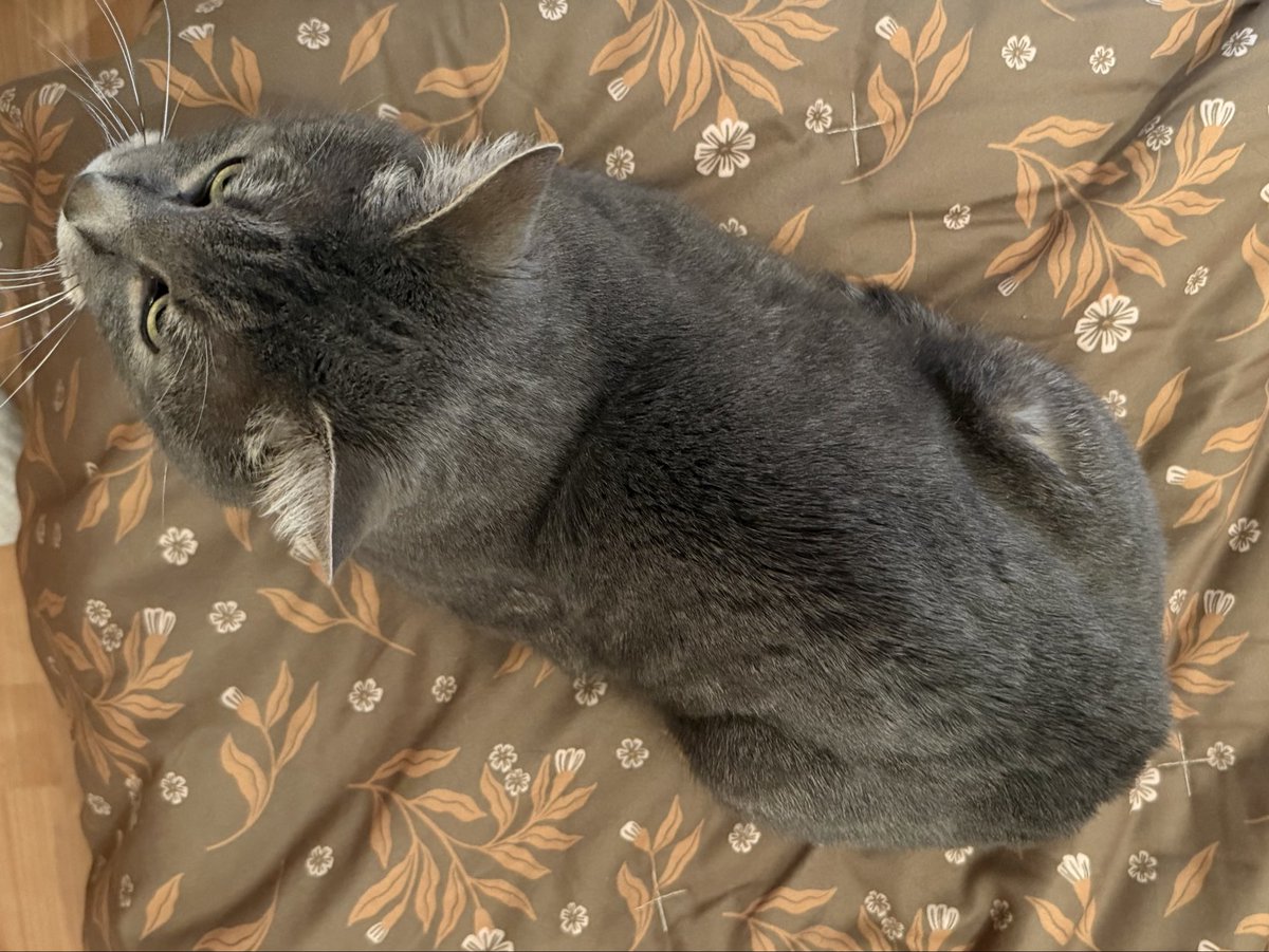 cat tweet media