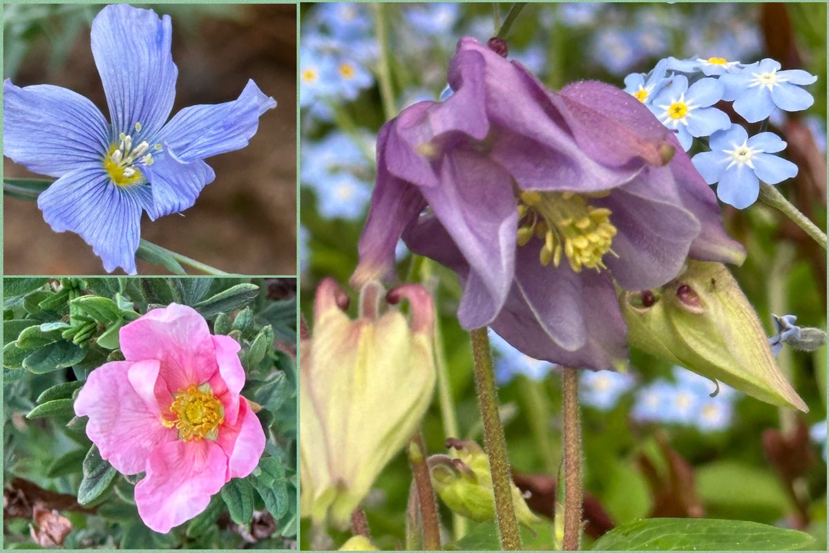 VanIsleGardener's tweet image. New blooms in #MyGarden today - flax, potentilla and aquilegia - the first of many to come! #MayDay #SpringFlowers #Gardening
