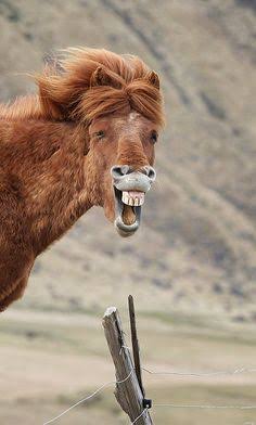 q'ara Llama tweet media