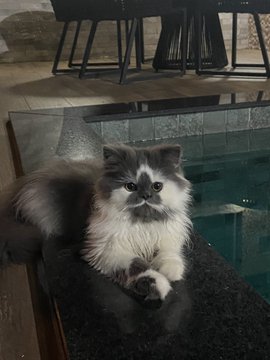 badboy_blanco's tweet photo. Seu gato é lindo perfeito eu o amo https://t.co/lyeQFR1V9w