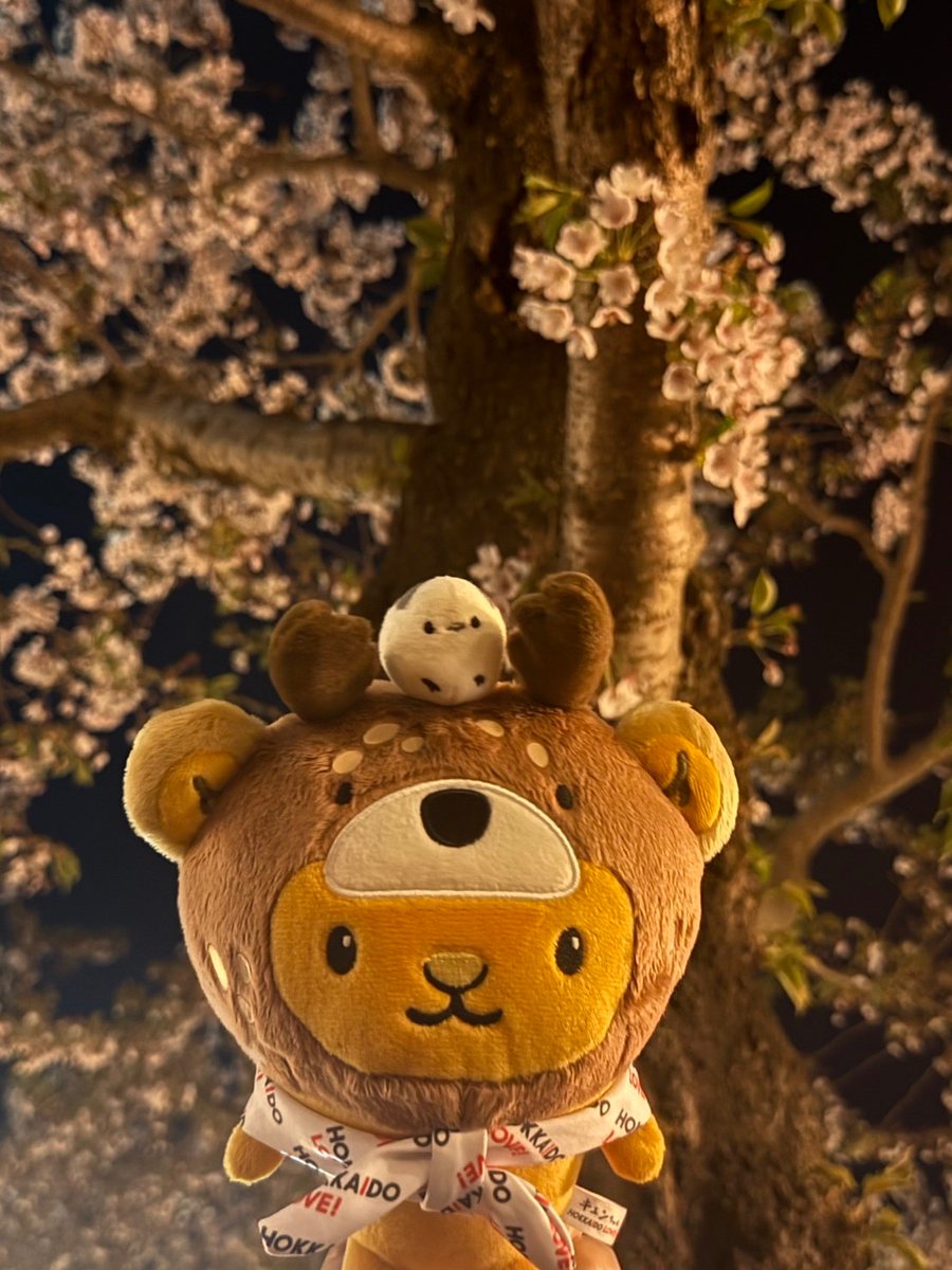 キュンちゃん【公式】 tweet media