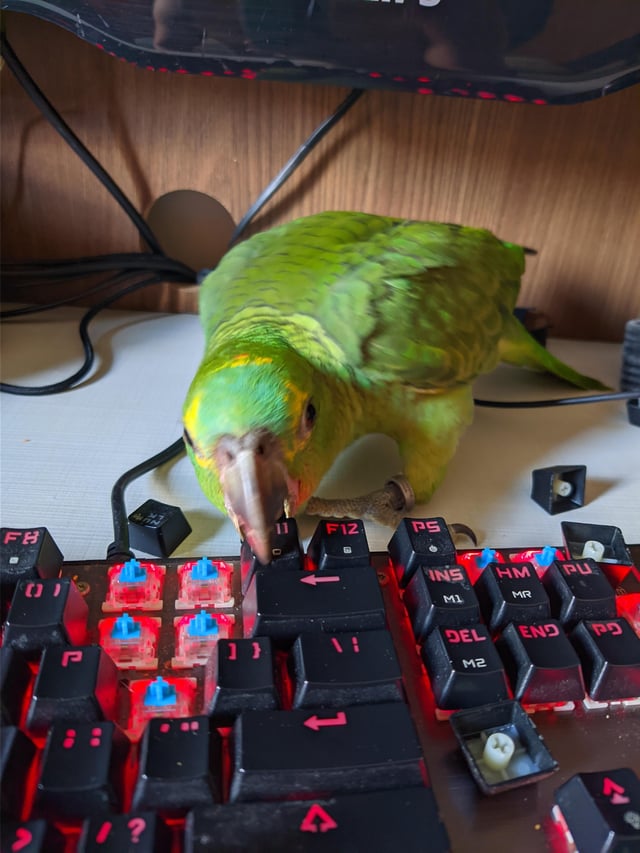 PeckTweet tweet media
