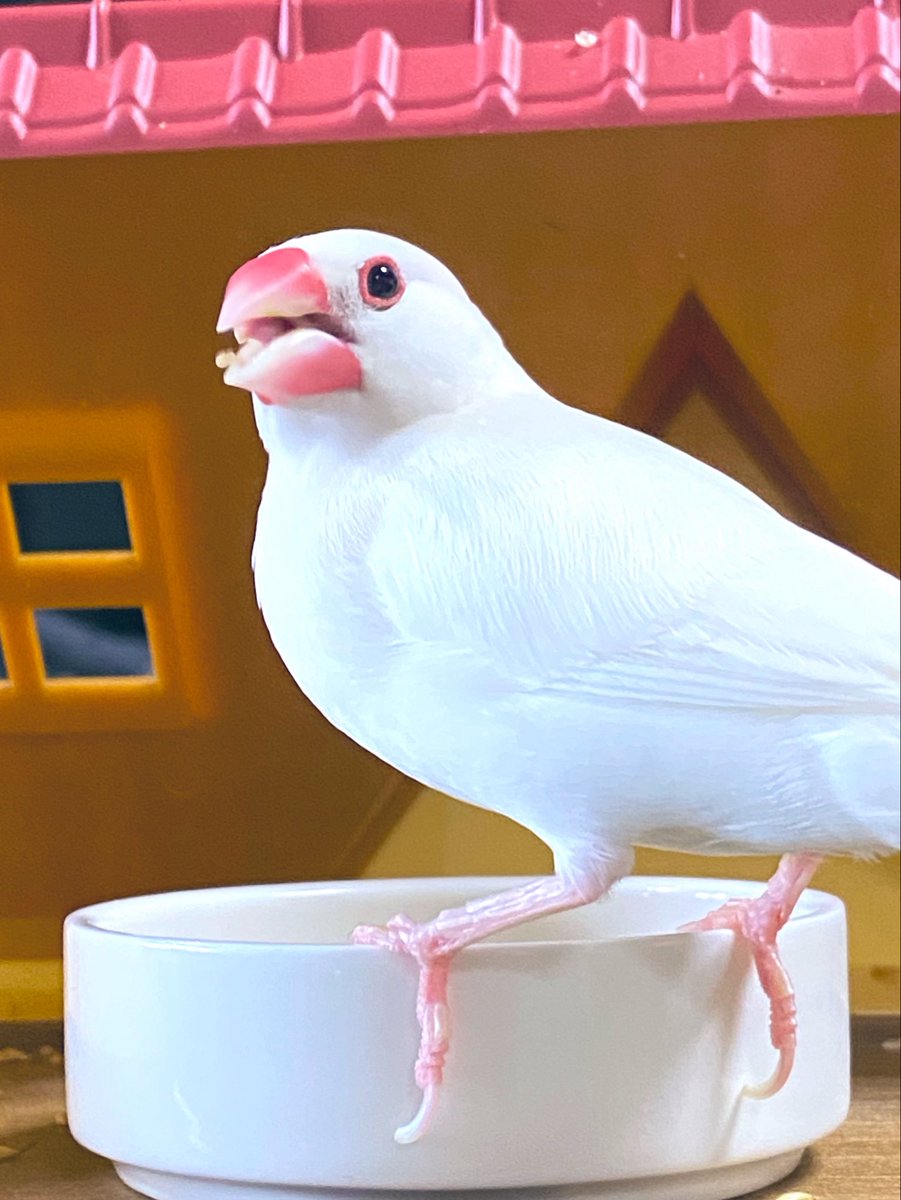 つんさん、飼い主ゴールデンなウィーク、ゴールデンなワークなんだ…

ェエ〜⤴︎︎︎?!!(ﾏｽｵ)