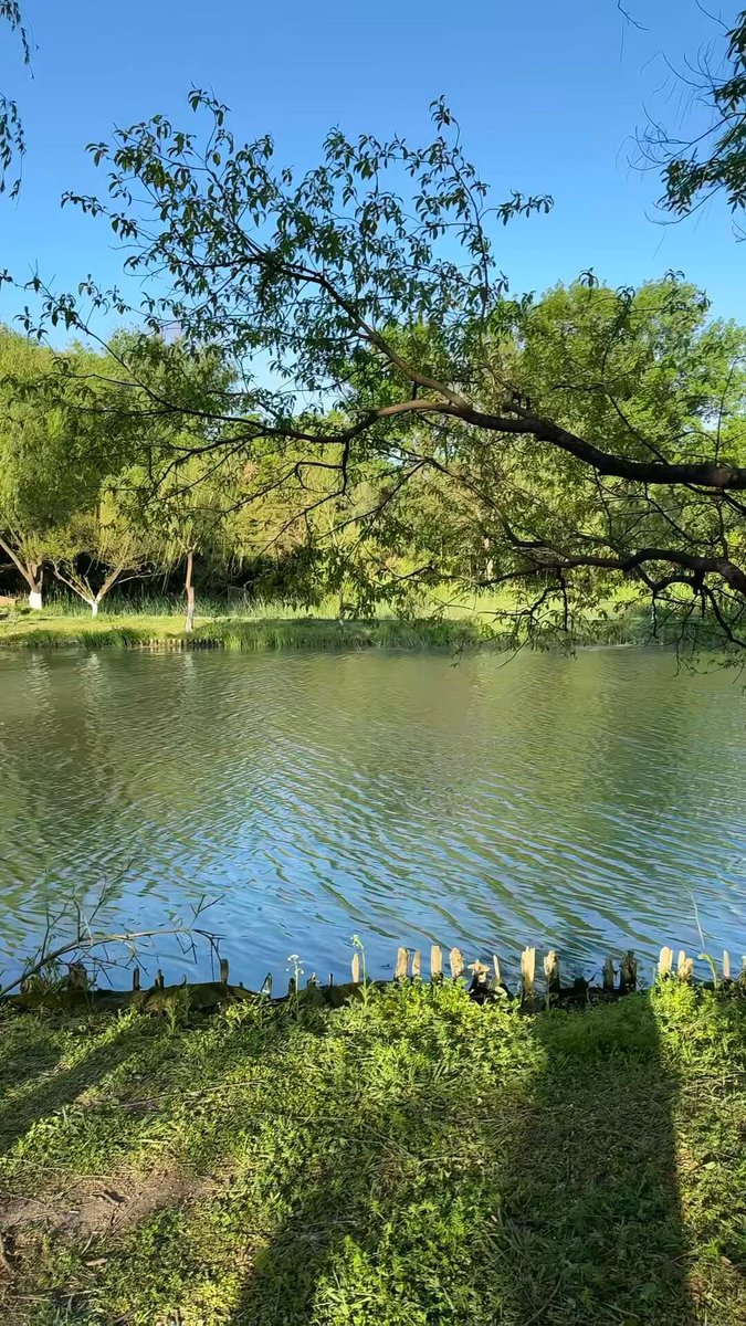 MorganColek's tweet photo. 早朝のランニングで小川のほとりまで来ました。春の朝の新鮮な空気を吸ってリフレッシュしています。 #春を感じる https://t.co/wronIKkMUL