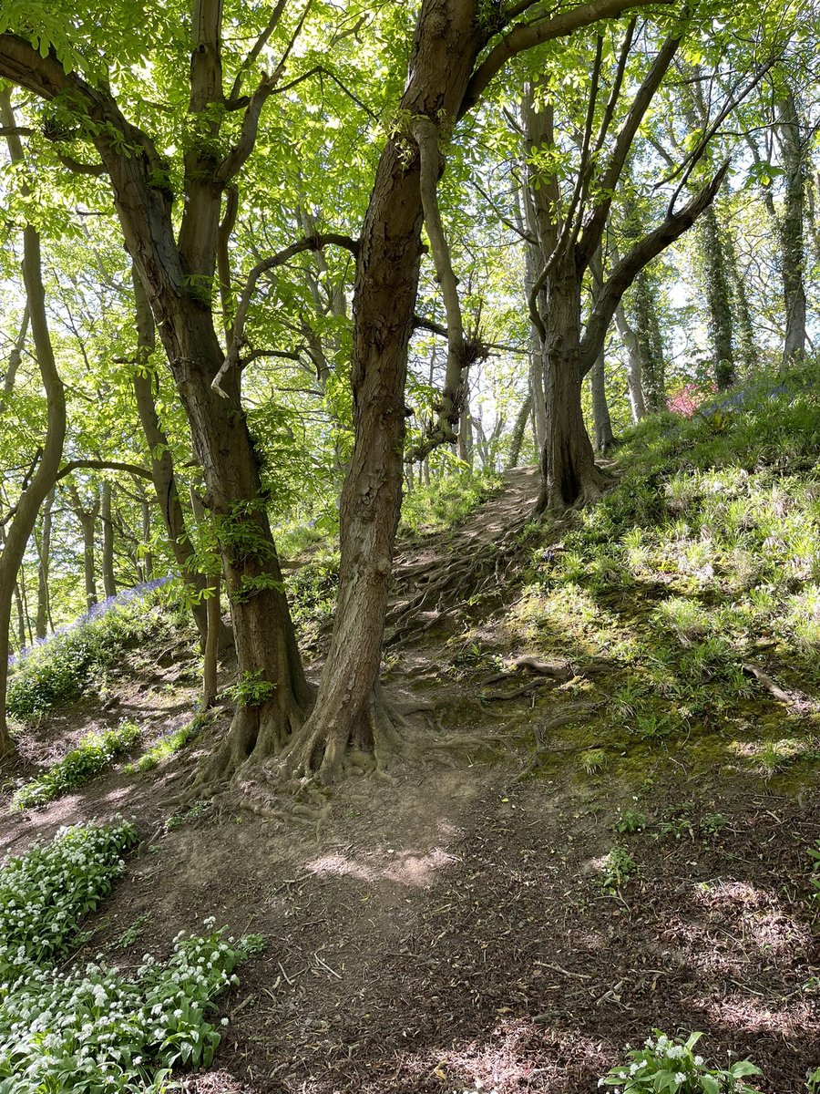 siamesee88's tweet photo. Danes Dyke - tree roots, bluebells and wild garlic https://t.co/hcJjNga9Lp