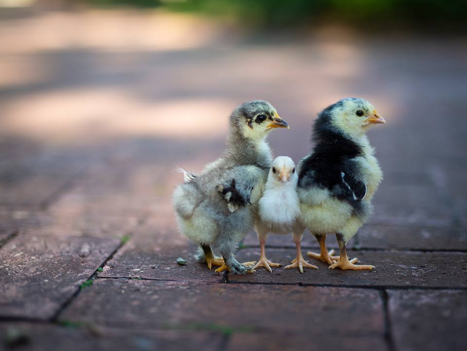 StrombergsBirds's tweet photo. We’re back with another Friday Flock Feature.

Angela H. from Florida raises many different breeds in her flock, including Pavlovskayas, Orpingtons, Australorps, Silkies, and more. 

Thank you for sharing your photographs with us, Angela! https://t.co/9ojCIFIRXl