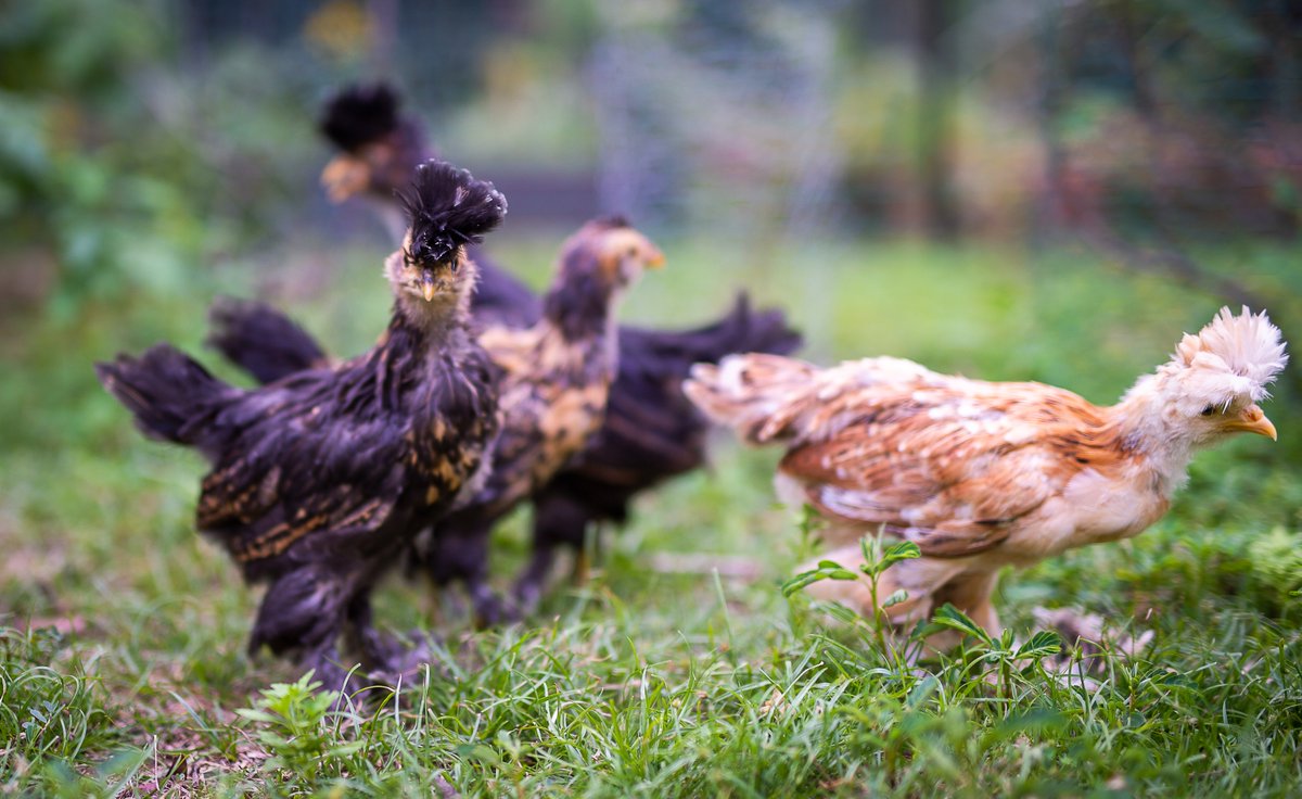 StrombergsBirds's tweet photo. We’re back with another Friday Flock Feature.

Angela H. from Florida raises many different breeds in her flock, including Pavlovskayas, Orpingtons, Australorps, Silkies, and more. 

Thank you for sharing your photographs with us, Angela! https://t.co/9ojCIFIRXl