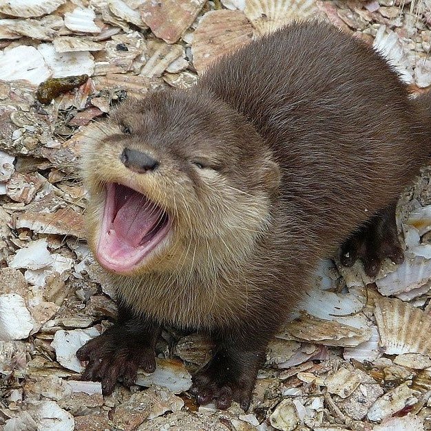 "HERMIONEEEEEEEEEE"

"ROOOOOOOOOOON"