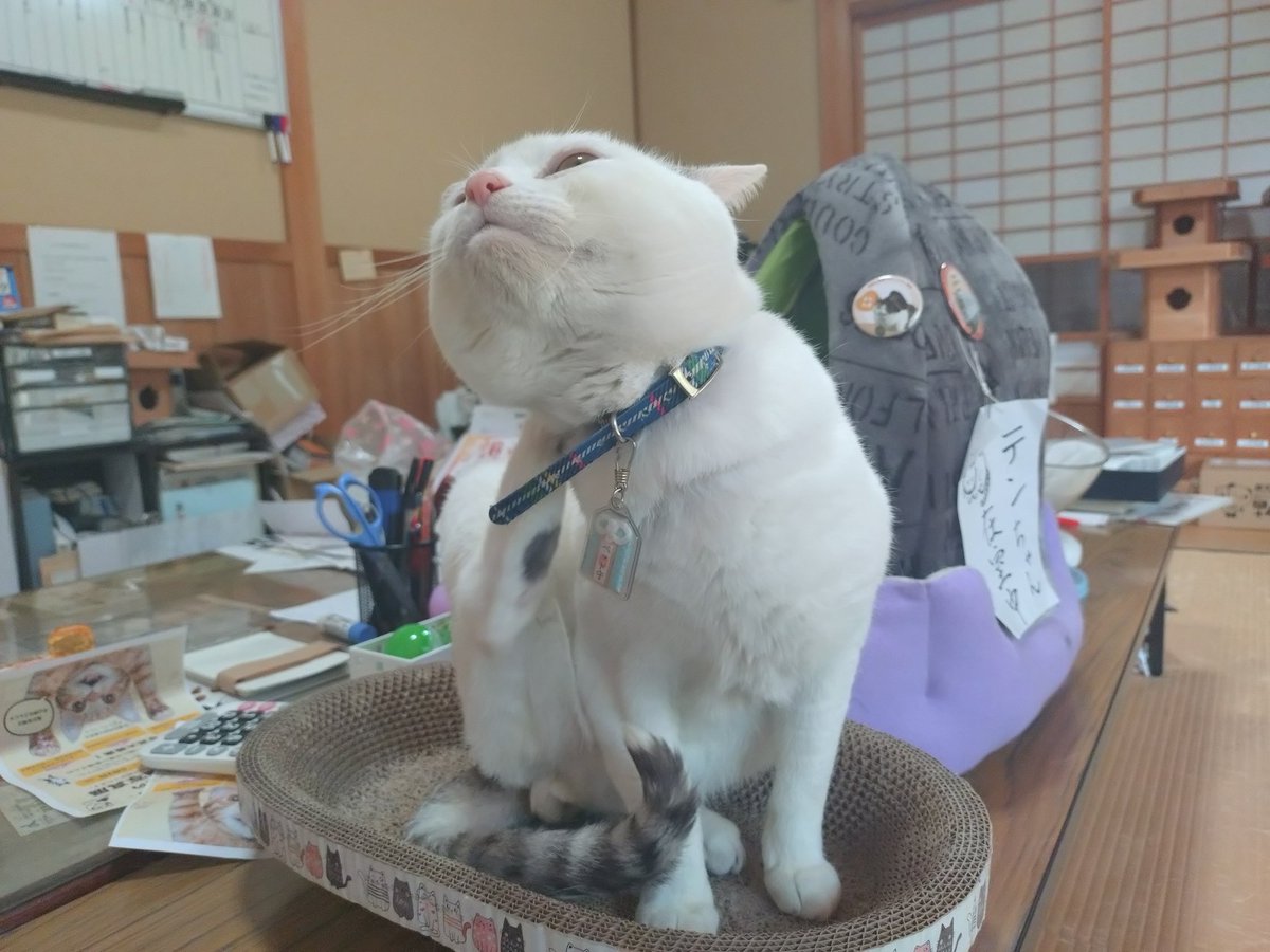 手作り★猫ちゃんの特等席(=^x^=) 特等席／ねこにゃん feat.ねんね【晴れ時々羊】 - YouTube