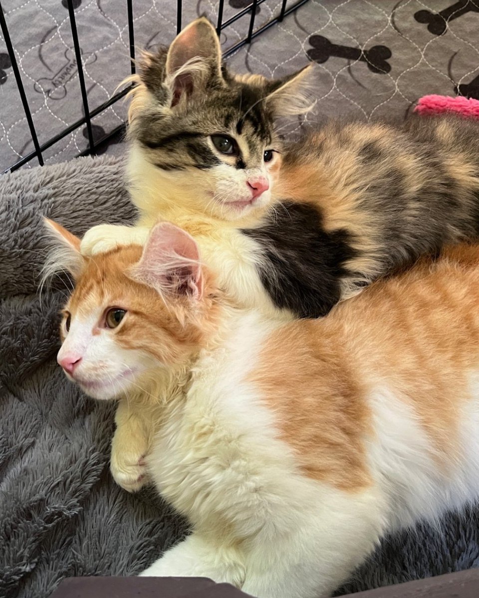 Humane Society of Charlotte tweet media