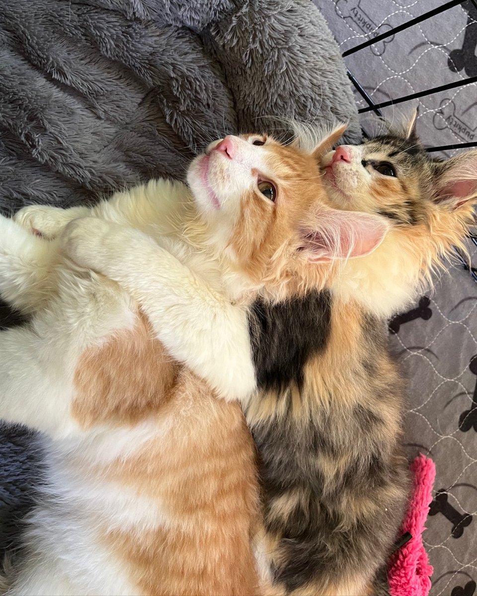 Humane Society of Charlotte tweet media