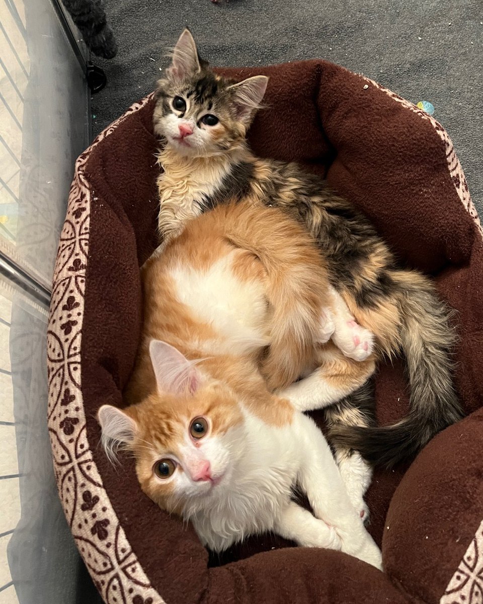 Humane Society of Charlotte tweet media