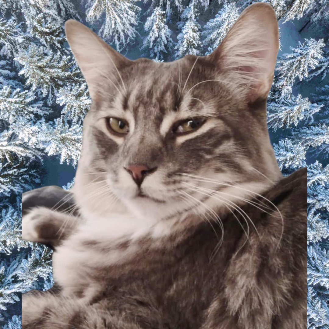 boltupandresist's tweet image. Happy early #Caturday