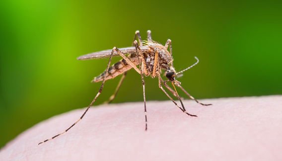 Mosquito tweet media
