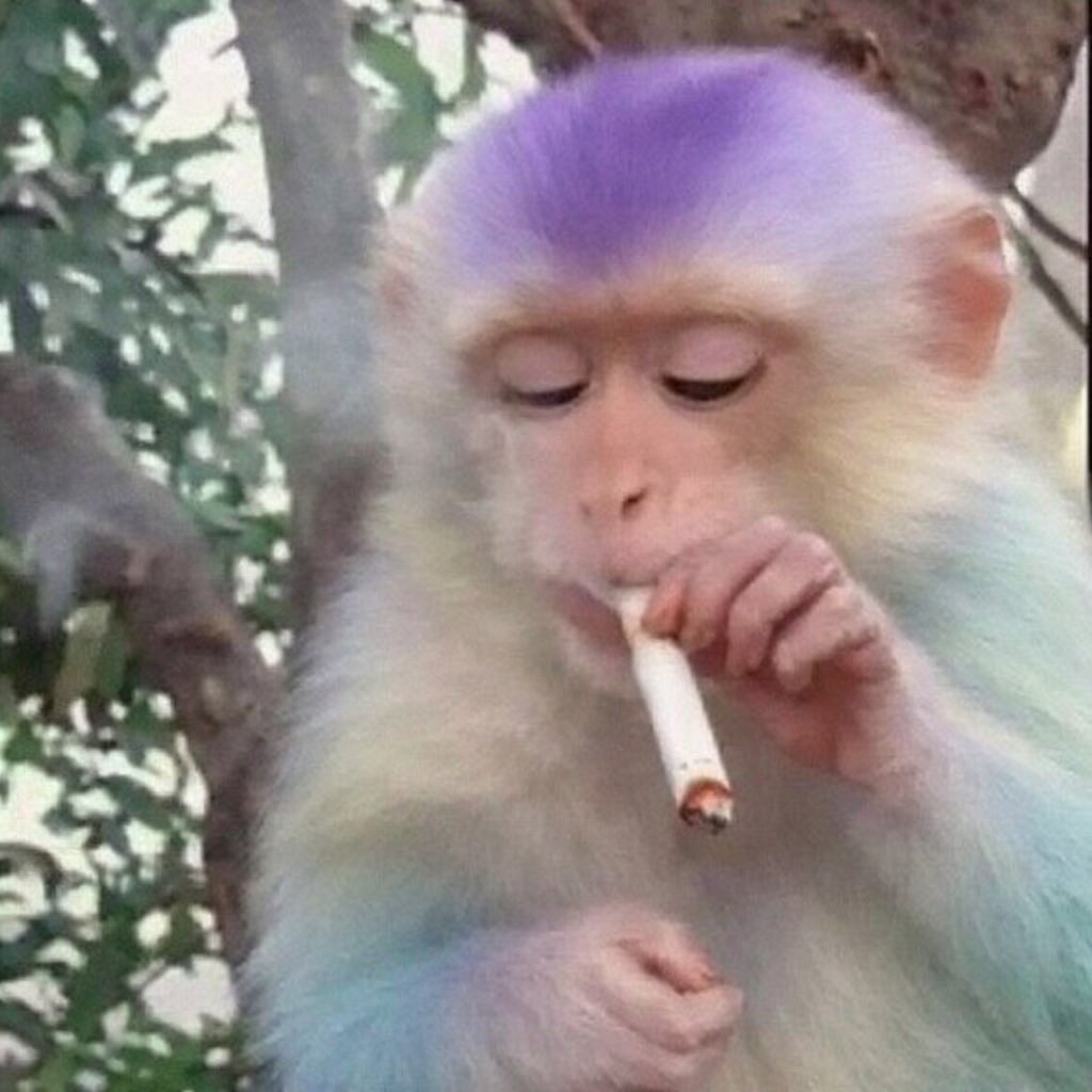 krtv.monke tweet media