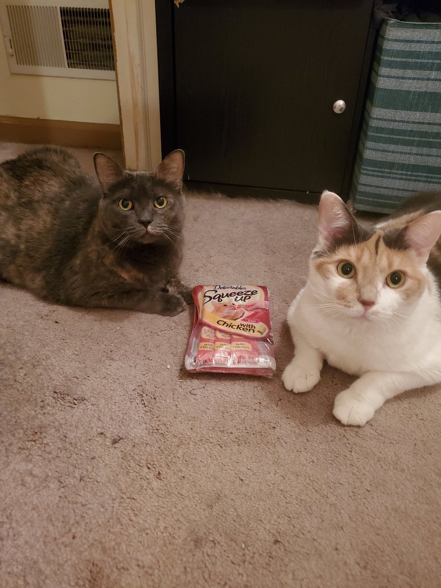 paco5775's tweet image. The birthday girls had a great day. Mostly because Stubbs &amp;amp; Andrè had a vet visit and we didn't 🤣 Thanks for the wishes 🎂 Goodnight everyone. Love, Kit and Dottie 🐾♥️ #CatsOfTwitter #dogsoftwitter #missyouReo #PuggieForever #NinaAngel #TikiMyHeart #ForeverLoved #Friends4Ever