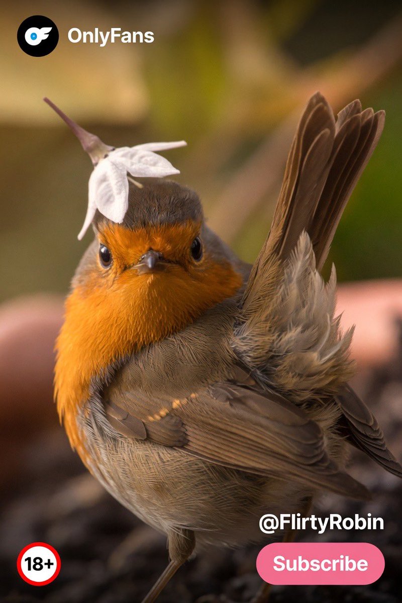 Robin tweet media