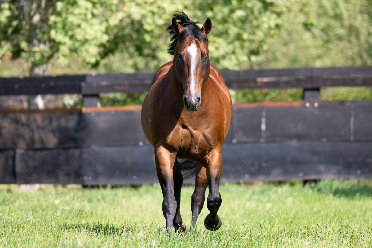 Arrowfield Stud tweet media