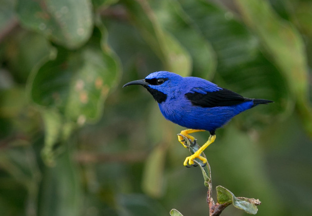 Aves do Brasil tweet media