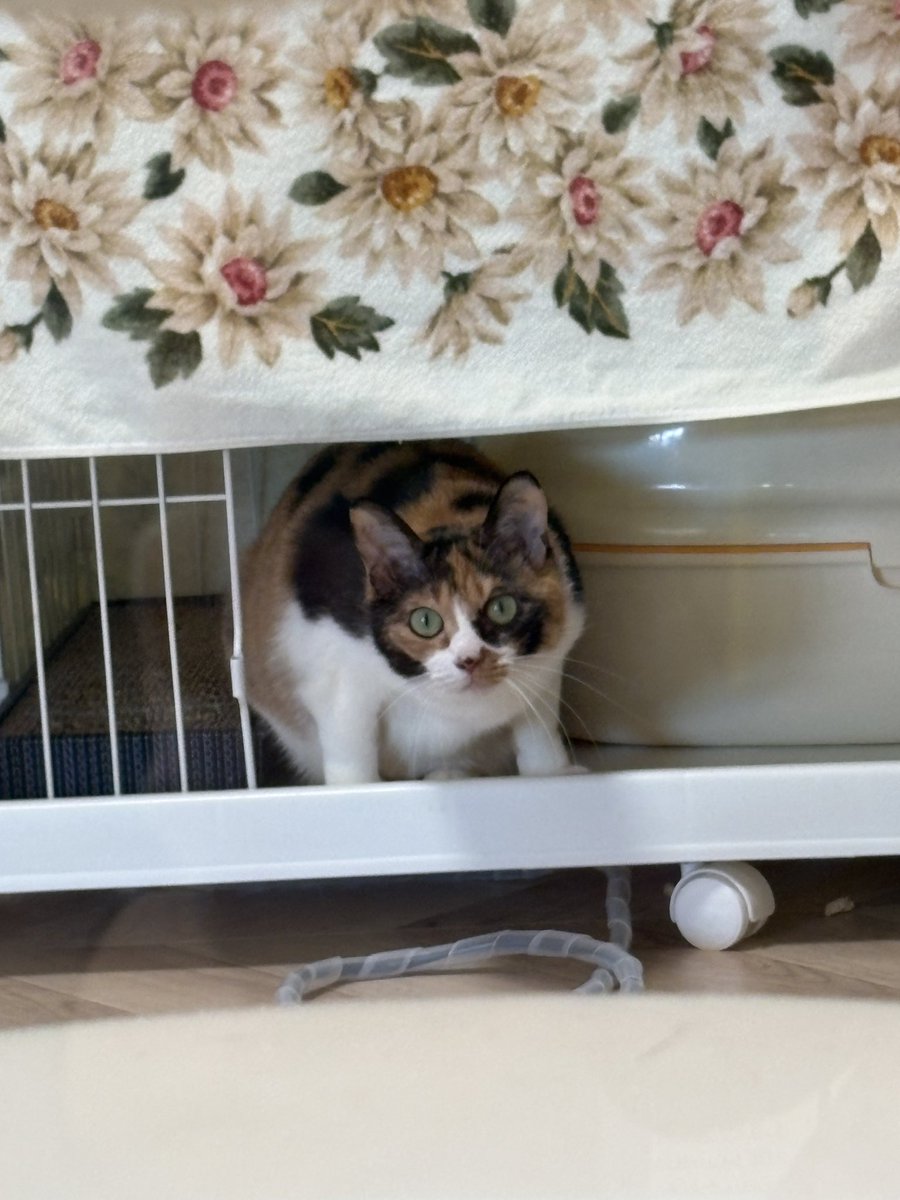 譲渡型保護猫Cafe あおねこ(新潟県田上町) tweet media