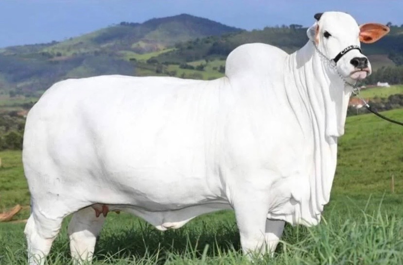 historyinmemes's tweet photo. Viatina-19, recognized as the world’s most expensive cow, was sold in Brazil for approximately $4.8 million.

Viatina-19 was never valued like an ordinary cow. She is a Brazilian Nelore, a breed renowned for thriving in extreme heat, resisting disease, and producing high-quality beef.

Her record-breaking price was driven by elite genetics rather than standard livestock worth. In 2023, a one-third stake in Viatina-19 sold at auction for a historic sum, pushing her total estimated valuation to around $4.8 to $4.9 million and securing her status as the world’s most expensive cow. Buyers were investing in access to her exceptional bloodline, as embryos and offspring from champion cattle can generate enormous profits in the breeding industry. Viatina-19 was especially prized for her impressive size, muscular build, and near-perfect breed characteristics.

So while headlines may suggest someone simply spent millions on a single cow, the real value lay in her genetic future and the prestige of owning a record-setting animal.

The Nelore breed plays a massive role in Brazil’s cattle industry, accounting for an estimated 80 percent of the nation’s herd, which helps explain why top-tier Nelore genetics can reach such extraordinary prices.