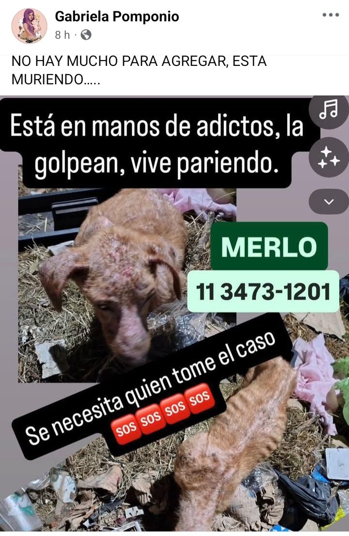 Perros de Merlo (@perrosdemerlo) on Twitter photo 