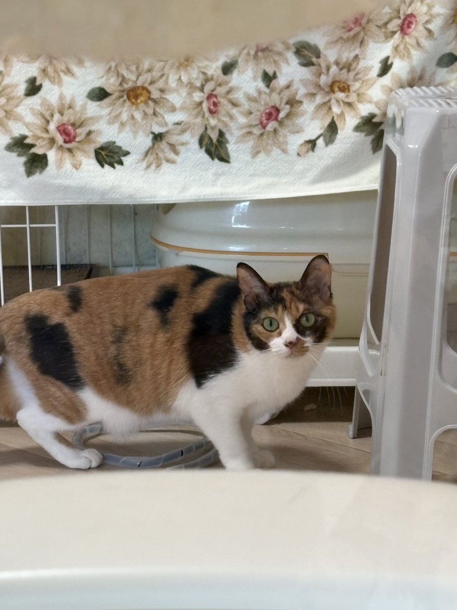 譲渡型保護猫Cafe あおねこ(新潟県田上町) tweet media