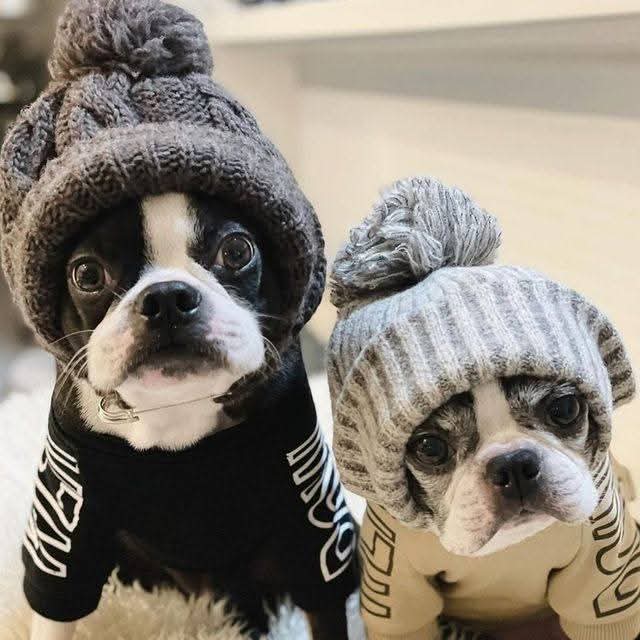 Belacilia999's tweet image. #dogs