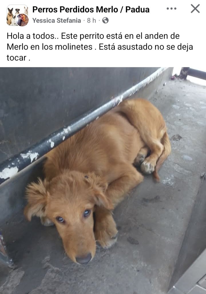 Perros de Merlo tweet media