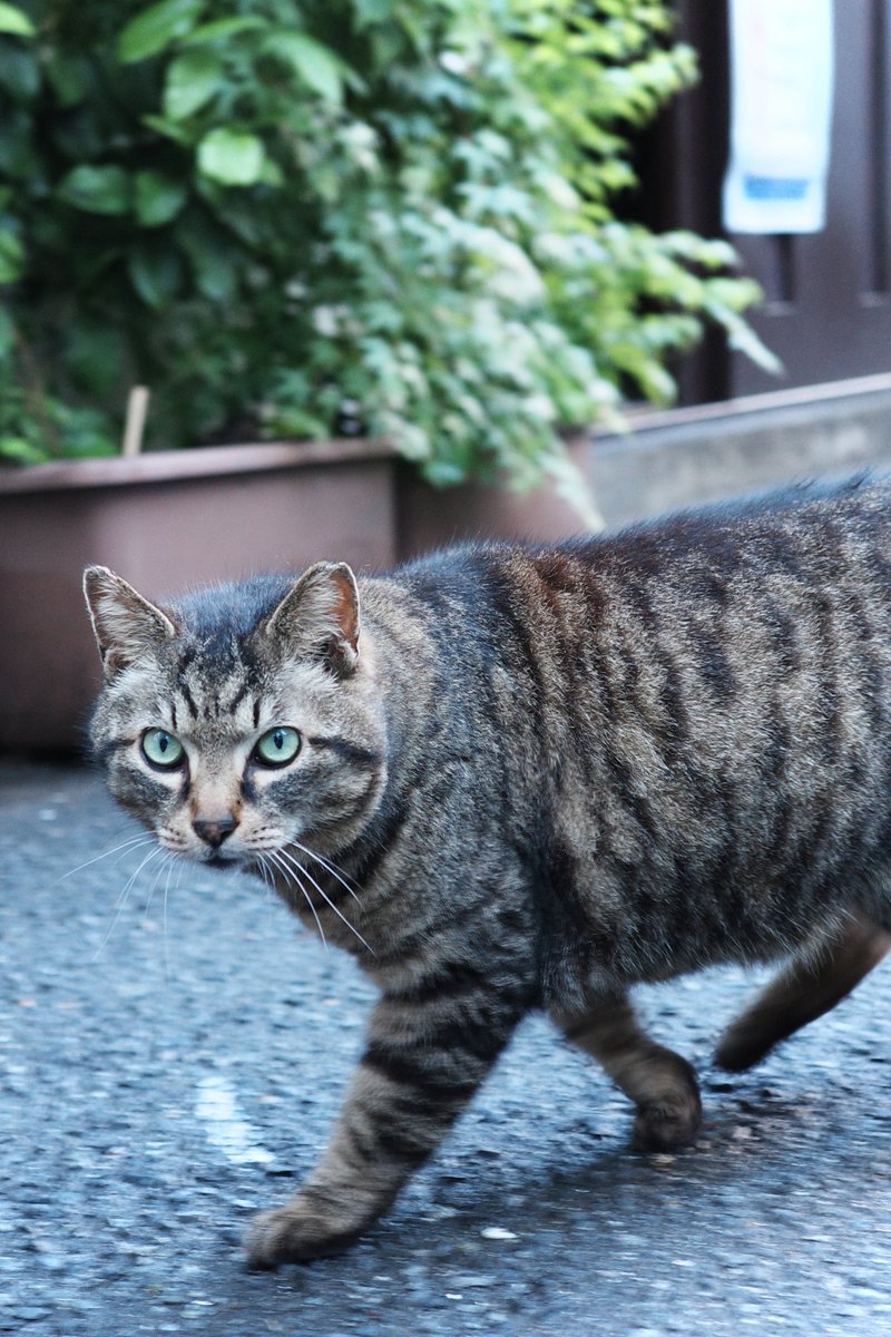 cameratosake's tweet photo. #RICOH 
#GR3x https://t.co/5OWBuh7cow