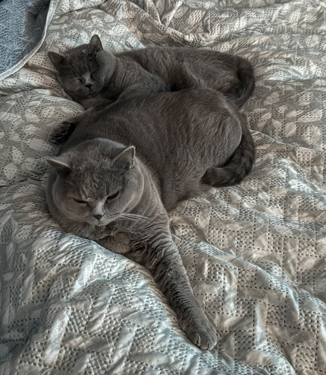 sarahmog's tweet image. Look who snuck to bed early #CatsOfTwitter