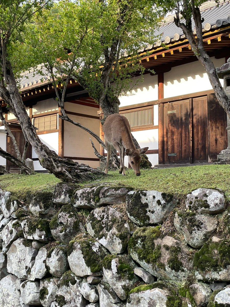 ★ko★(🐿こたまる🐿) ꕤᵕ̈* tweet media