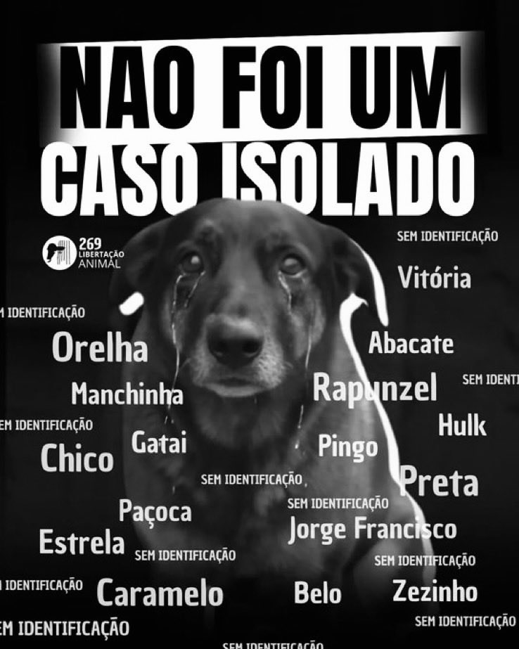 MarcoValverde72's tweet photo. Justiça pelos animais vítimas da crueldade humana! Que a dor deles não seja ignorada e que cada ato de violência seja combatido com leis mais firmes e consciência. Eles sentem, sofrem e merecem respeito. 🐾

#JustiçaPorOrelha
#NāoFoiCasoIsolado https://t.co/Hjj5seBokK