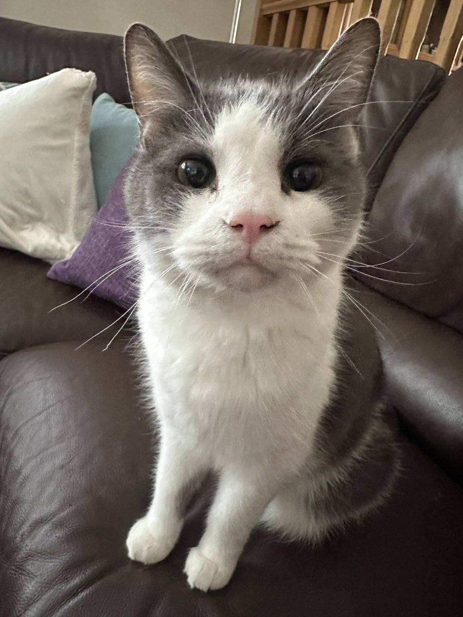 booklycatz's tweet image. Happy 8th birthday to our Tui who was rescued by a local volunteer group all those years ago. He enjoyed a lovely dinner of tuna. 

#catsoftwitter