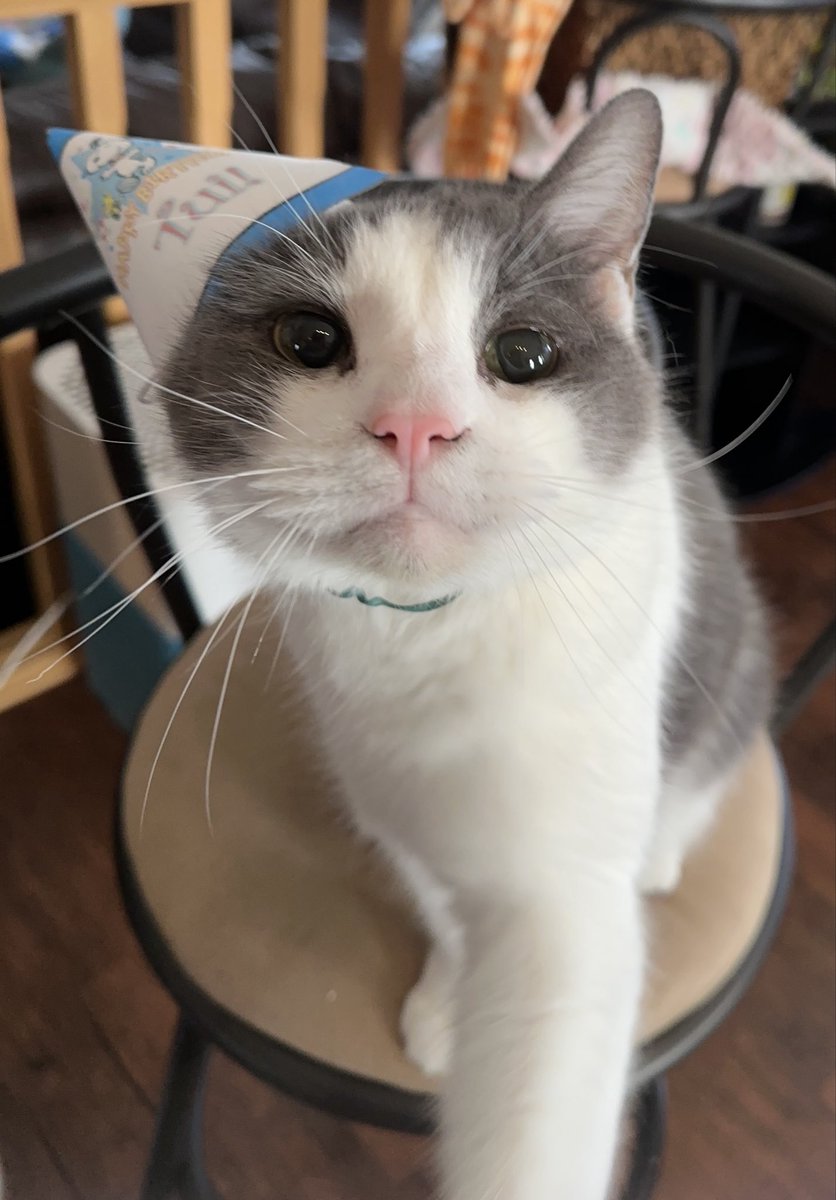 booklycatz's tweet image. Happy 8th birthday to our Tui who was rescued by a local volunteer group all those years ago. He enjoyed a lovely dinner of tuna. 

#catsoftwitter